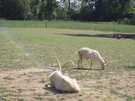 > Испания  чудо природы- в Версале живет козел с 4мя рогами-это над