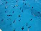  Египет  Шарм Эль Шейх  Cataract resort 4*  какое море голубое! этих рыбок мы кормили шкурками от а