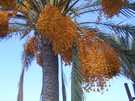  Испания  Тенерифе  Канары,Испания  Финиковая пальма