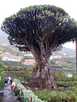 > Испания > Тенерифе  1000-летнее дерево