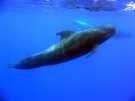 > Испания > Тенерифе  настоящий кит в океане - прикольная прогулка на катере 