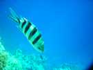 > Египет > Шарм Эль Шейх  маленькая неизвестная рыбка