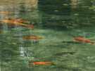 > Венгрия > Будапешт > Rege  Топольце. Вот такие рыбки плавают в этом пруду!