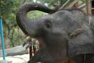 > Таиланд > Паттайя  Слон в угаре