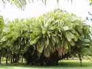 > о. Маврикий  Памплемус (Pamplemousses) – великолепный ботанический сад бы