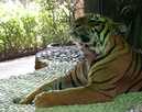 > Таиланд  Тигр