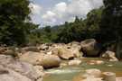 > Вьетнам > Сайгон  Природа джунглей
