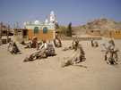 > Египет > Хургада  Стадо верблюдов перед мечетью