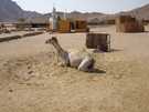 > Египет > Хургада  Несчастный верблюд  которого лечат отсутствием воды у