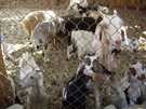  Египет  Хургада  Придурковатые но совершенно ручные козы