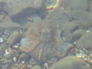  Турция  Бодрум  осьминоги, прямо на берегу кристально- чтстого Эгейско
