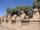  Египет  Достопримечательности  Долина царей (Луксор)  стражи карнакского храма