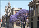 > Африка  Jakaranda blossom in Pretoria