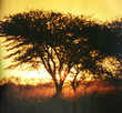 > Африка  Sunset through Umrella Thorn. Northern Province, South Africa 