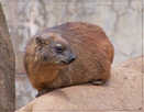 > Африка  Rock rabbit. Elaphant relative. Zimbabwe.