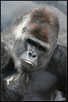  Африка  Silver back Gorilla male as a Head of family. Uganda.