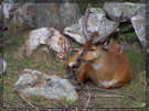 > Африка  Bushbuck. South Africa.