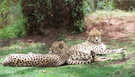 > Африка  Cheetahs/Гепарды. Южная Африка, Мпумаланга.