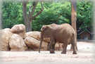 > Африка  Слон. ЮАР, Гаутенг.