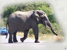 > Африка  Слон. ЮАР, Мпумаланга, Национальный парк Крюгера.