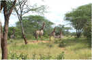 > Африка  Жирафы. Зимбабве. 2006