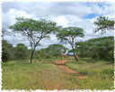  Африка  Жирафы. Зимбабве. 2006