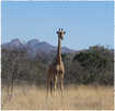  Африка  Жираф. Северня провинция ЮАР 2006
