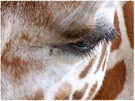 > Африка  Глаз жирафа. ЮАР, Северная провинция.