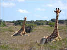  Африка  Жирафы на отдыхе. Серингети. 2005