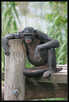 > Африка  Шимпанзе