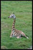> Африка  Детёныш жирафа. 2007