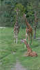  Африка  Семейство жирафов. 2007