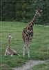 > Африка  Малыш с мамой. Жирафы. 2007