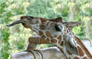 > Африка  Язык. Жирафа. 2007