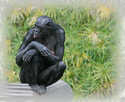 > Африка  Самец шимпанзе. 2007