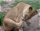  Африка  Молодая львица. ЮАР. 2006