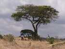 > Африка  Nairobi National Park. Kenya 2006