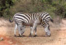 > Африка  Зебры. Кения 2006