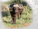 > Африка  Buffalo. Zimbabwe 2006