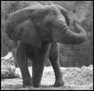 > Африка  Слон