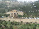  Израиль  Иерусалим  Гефсиманский сад.