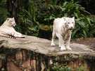 > Сингапур  Белый тигр Сингапурского Зоо.. Нечто...