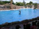 > Испания > Тенерифе  шоу делфинов в Лоро Парке