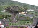  Испания  Тенерифе  Вековое дерево