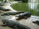  Таиланд  ферма крокодилів