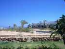  Египет  Шарм Эль Шейх  Domina Coral Bay  Вид с террасы