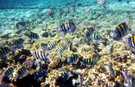 > Египет > Шарм Эль Шейх > Coral beach montazah 4*  Эти рыбы такие интересные реагируют на все яркое цветн