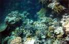> Египет > Шарм Эль Шейх > Coral beach montazah 4*  Очень красивы кораллы, особенно вы сможете посмотреть 