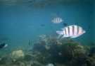  Египет  Красное море  Подводный мир, расстояние 1-2-3 метра , камера - подводная