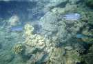 > Египет > Красное море  Подводный мир, расстояние 1-2-3 метра , камера - подводная